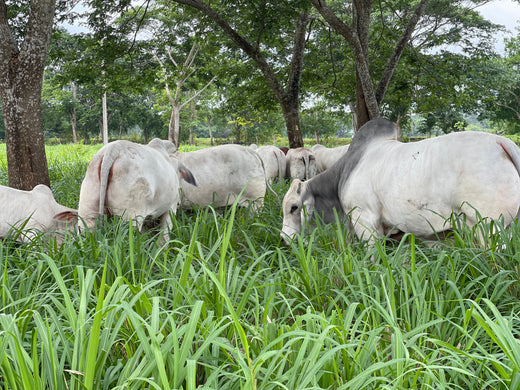 Manejo del Pasto Panicum Maximum Mombasa en la Ganadería de Trópico Bajo