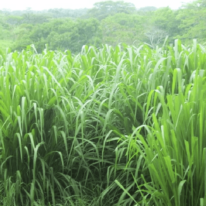 Panicum Tanzania