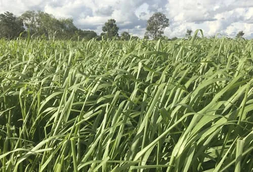 Panicum Tanzania