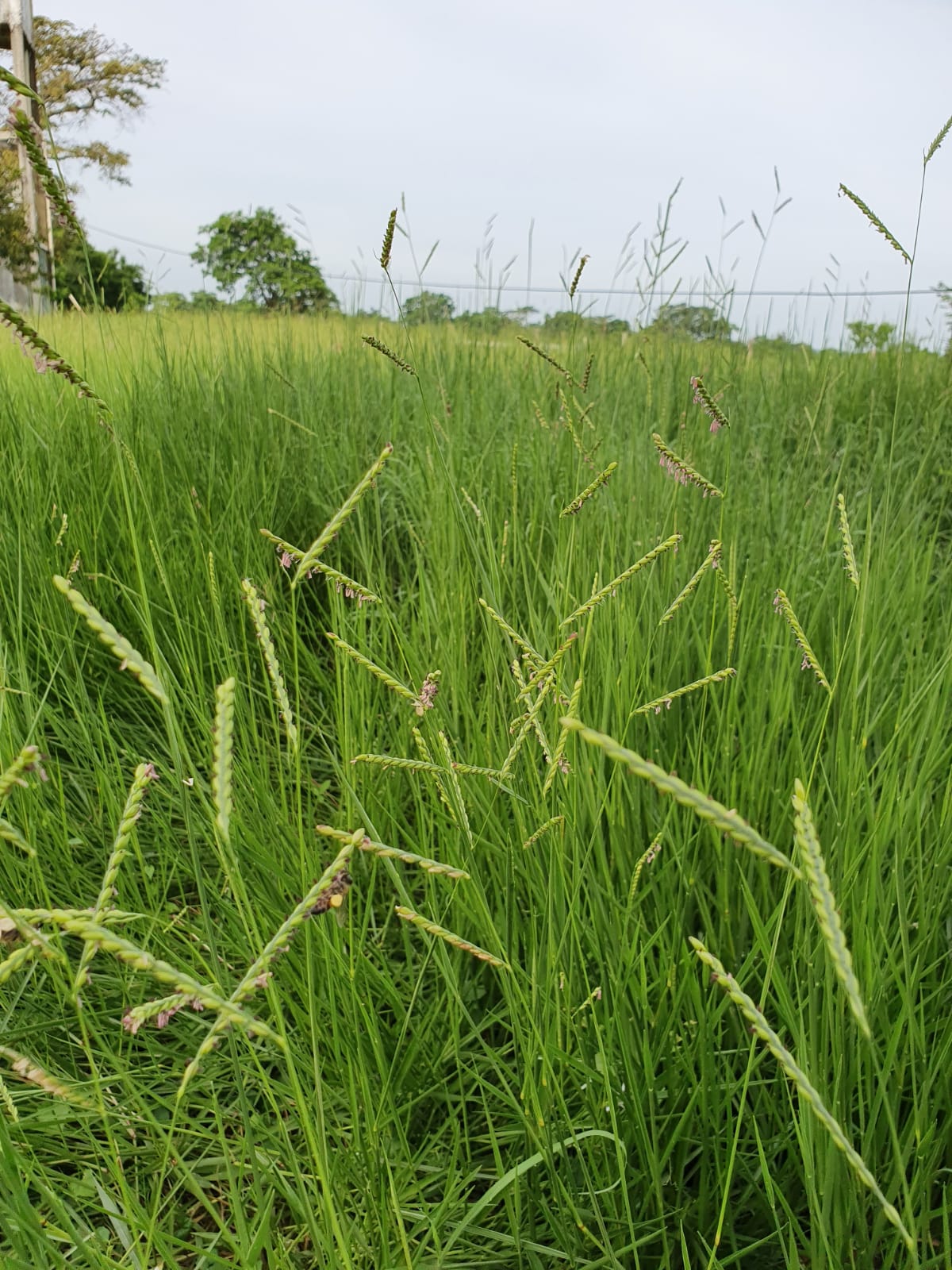 Brachiaria Humidicola