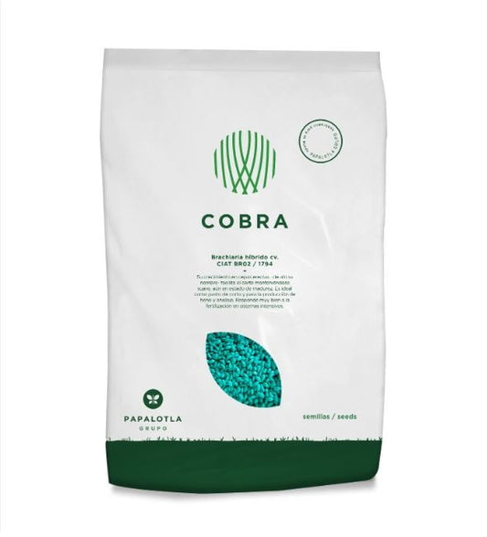 Brachiaria Hibrida Cobra x 2 kilos