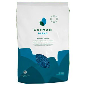 Brachiaria Hibrida Cayman Blend x 2 Kilos