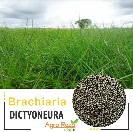 Brachiaria Dictyuneura o Llanero