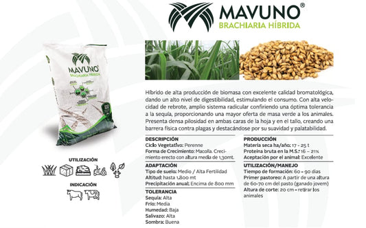 Brachiaria Híbrido Mavuno x 5 kilos