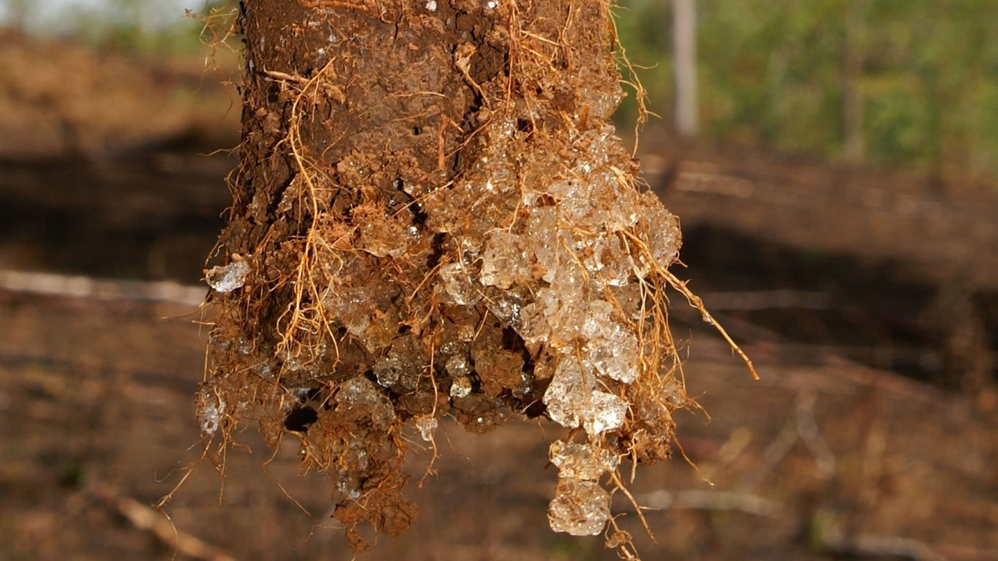 Hidroretenedor para plantas