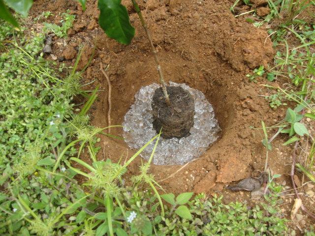 Hidroretenedor para plantas