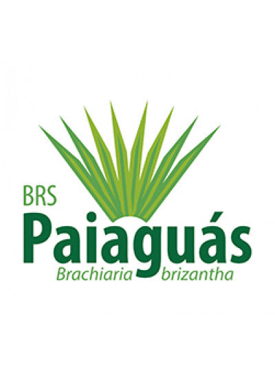 Brachiaria BRS Paiaguás